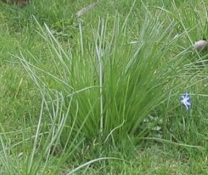 En planta av Scilla/blåstjärna med smala, gröna blad och en liten blå blomma som växer i gräset.