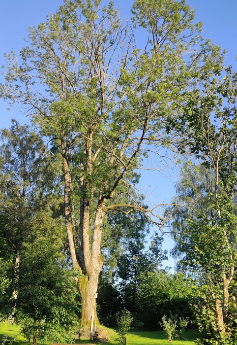 Ask med tunna grenar, delvis kala och med tät undervegetation, mot en klarblå himmel i en trädgård med gräs och andra träd i bakgrunden.