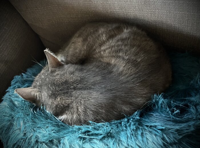 Grå katt som ligger och sover ihoprullad på en blå fluffig kudde i en soffa.