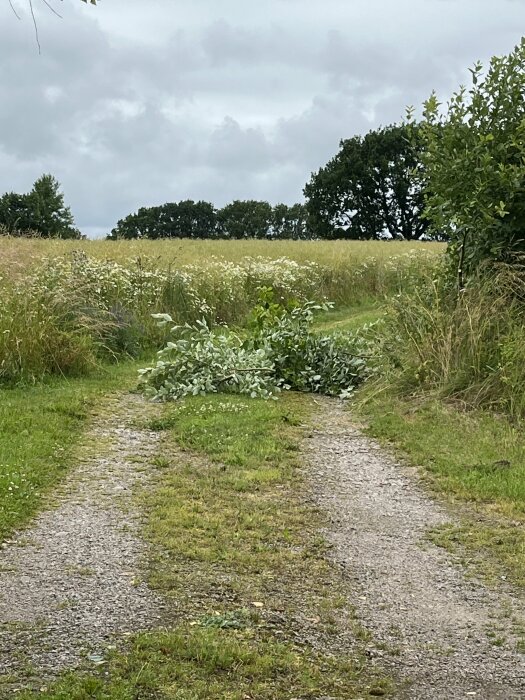 En grusväg med klippta grenar som blockerar mitten av vägen, omgiven av gräs och träd med en molnig himmel i bakgrunden.