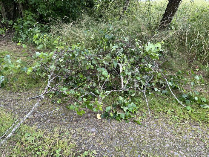 Nedklippta grenar med löv ligger på en grusad väg, omgivna av högt gräs och buskage. Grenarna är resultatet av röjningsarbete inför virkesleverans.