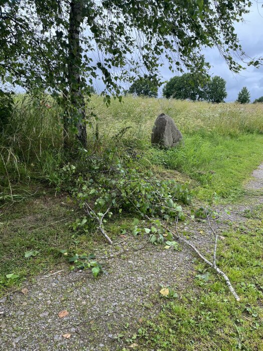 Nedklippta grenar och löv på en grusväg under ett träd, med gräs och en stor sten i bakgrunden.