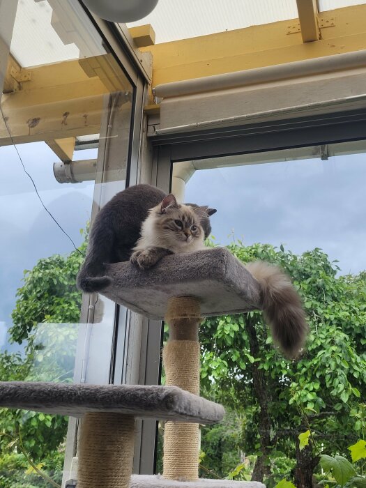 Två katter, en sittande och en liggande, på en plattform av ett klösträd vid ett fönster. Vacker trädgård i bakgrunden, solig dag.