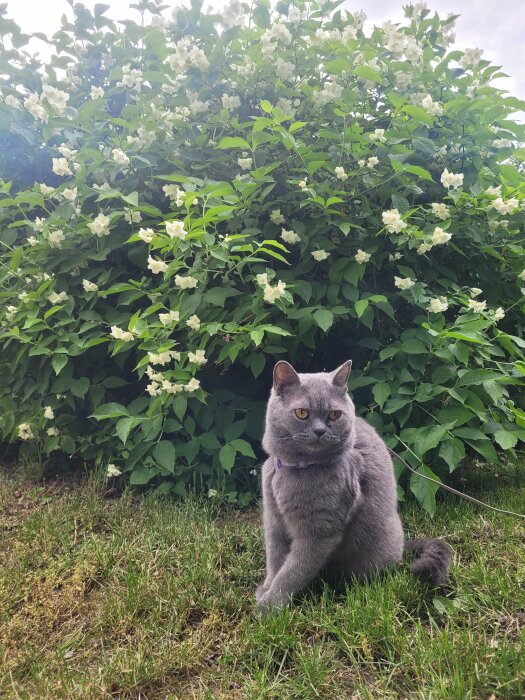 Grå katt sitter på gräset framför en grön buske med vita blommor. Katten har gula ögon och en lila halsband.