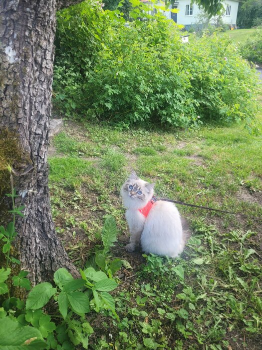 En katt med vit och grå päls i ett rött koppel sitter vid ett träd och tittar in i kameran. I bakgrunden syns grönska och ett hus.