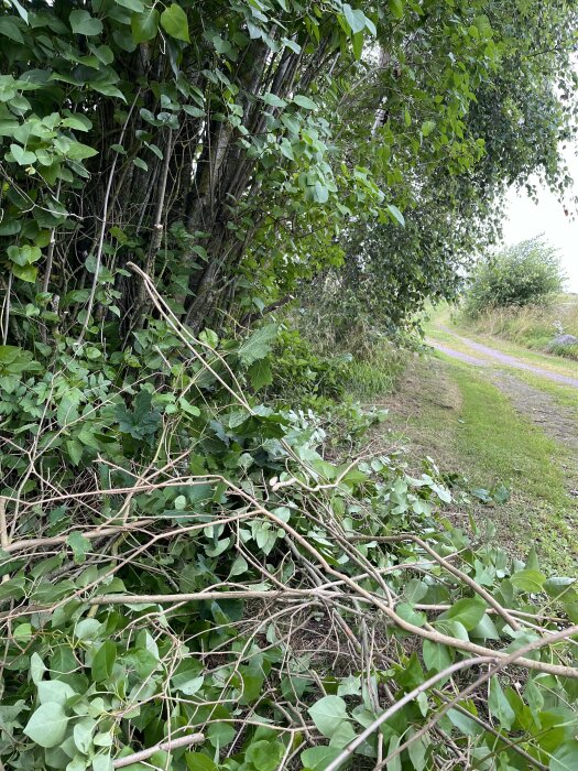 Nedklippta grenar och löv ligger på marken bredvid en grusväg, omgivna av träd och buskar.