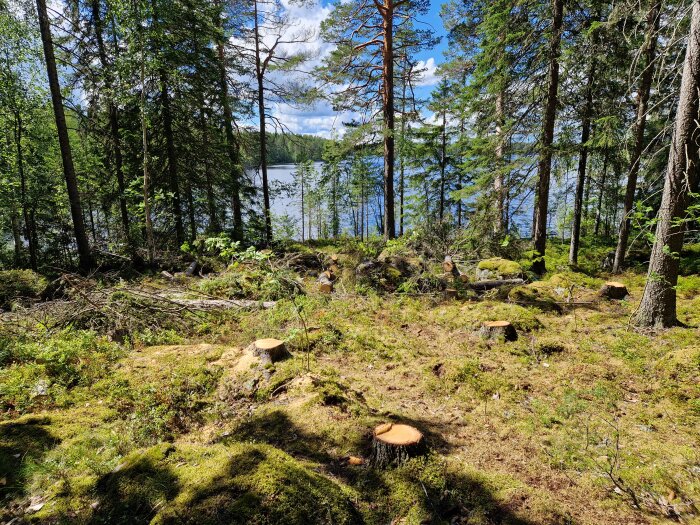 Avverkad skog med flera stubbar och fällda träd vid en sjö, klarblå himmel och omgiven av andra träd.