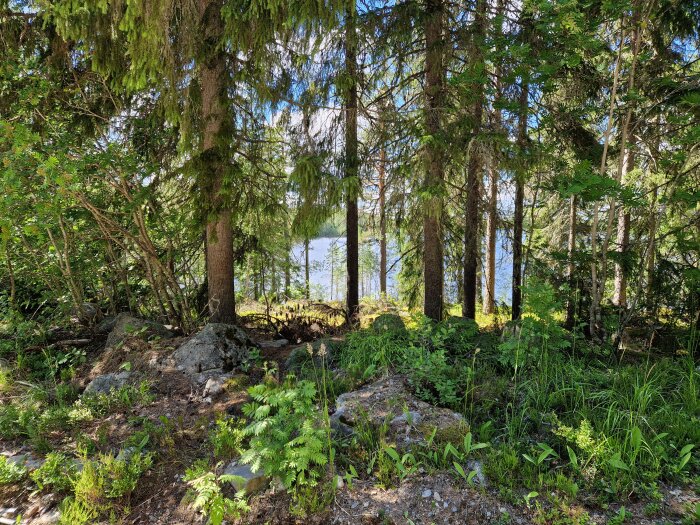 Skogslandskap med täta träd och grönska, några stubbar syns där träd nyligen har fällts. En sjö skymtas genom träden i bakgrunden.