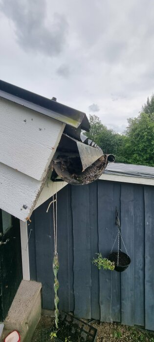 Hängränna med plåtlist som orsakar läckage och ansamling av skräp, samt gegga mellan takplåten och träet undertill. Trädgård och upphängd växt i bakgrunden.