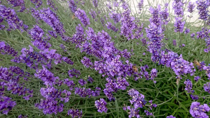 Närbild av lavendelblommor i full blom med bin som pollinerar.