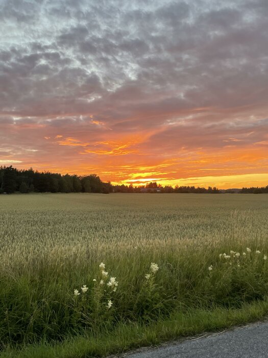 Solnedgång över en åker med gräsväxter i förgrunden och mörka moln på himlen.