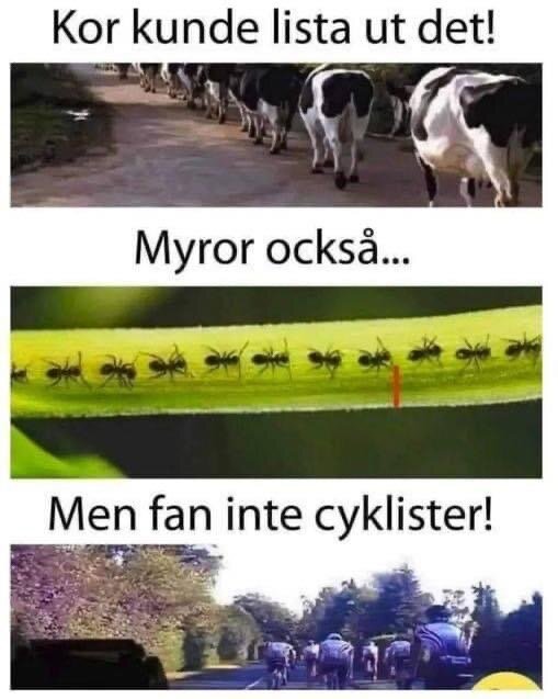 Kollage med bilder av kor och myror i rad samt sista bild av cyklister som cyklar oorganiserat. Texter ovanför varje bild visar kor och myror som ordnade.