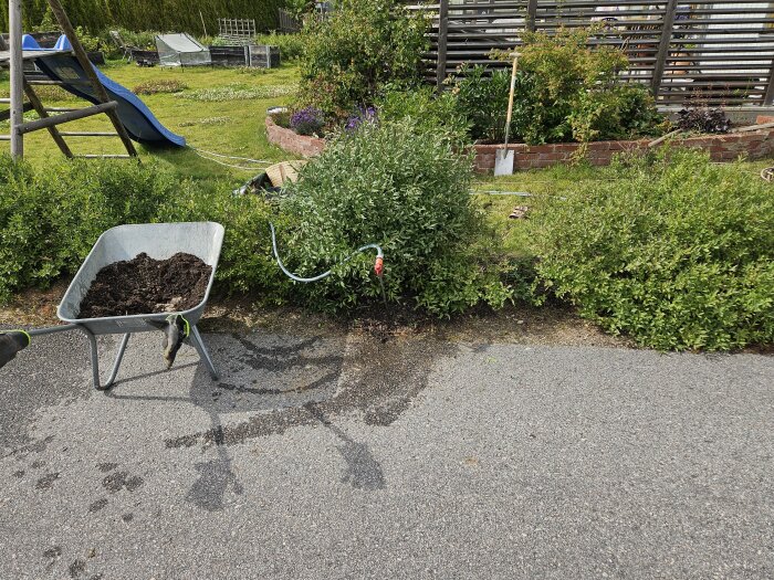 En ligusterbuske planterad i en trädgård, nära en skottkärra med jord. I bakgrunden syns en lekplats och andra trädgårdsdetaljer.