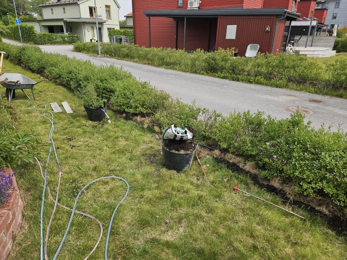 Ligusterbuskar planteras längs en häck vid en väg. En stor buske i en kruka syns tydligt, omringad av arbetsverktyg och trädgårdsslangar.