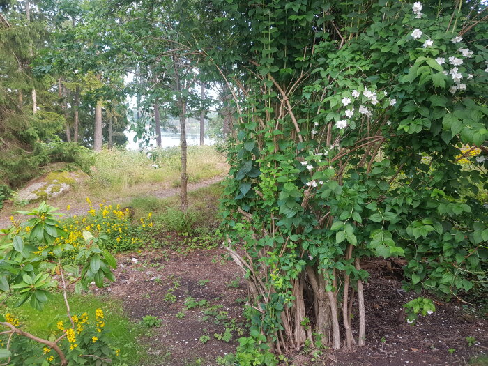 En skuggig tomt med en stor jasminbuske och blommor. Marken är täckt av rötter, jord och sten. I bakgrunden syns träd och en fin utsikt över ett vattendrag.