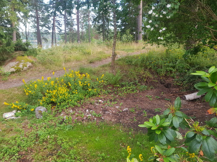 En del av en trädgård med grönska, en stig och en del med gult blommande växter. I förgrunden finns jord, löv och några rötter. Skog i bakgrunden.