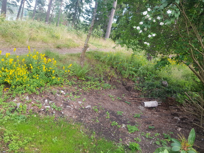 En skuggig del av en tomt med gamla halvmultna slipers, betongklumpar, sten och rötter. Gula blommor och jasminbuske växer runtom.