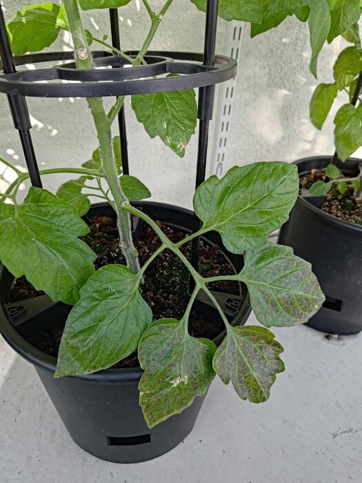 Tomatplanta i kruka med blad som visar tecken på sjukdom, svarta prickar och missfärgning. Stöds av svart växtstöd.