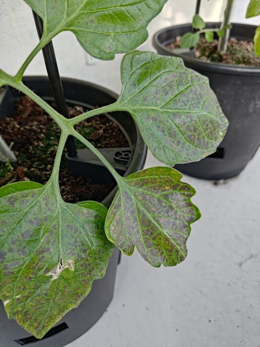 Tomatväxt med blad som har mörka fläckar, möjligen tecken på sjukdom. Växten är planterad i en svart kruka och fotograferad på nära håll.