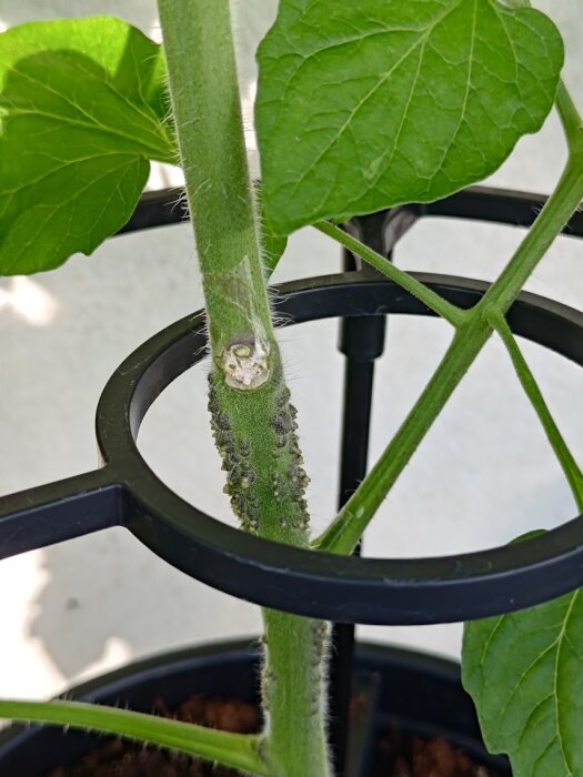 Tomatplanta i växthus med gröna blad och en stam täckt av små, mörka fläckar, potentiellt tecken på en växtsjukdom.