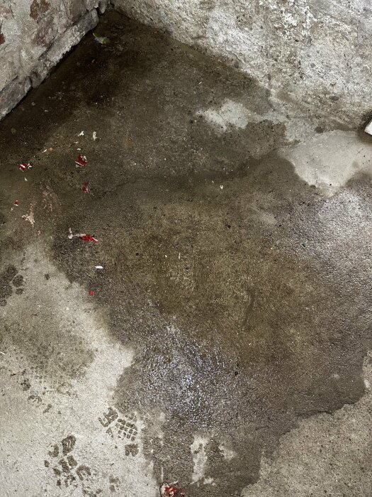 Fuktfläckar och vattenansamlingar på golvet i ett källarrum med synliga fotavtryck och skräp på ytan.