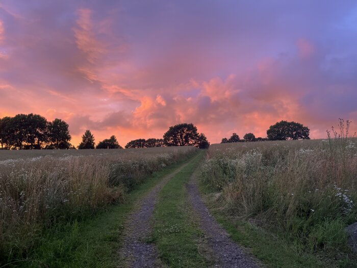 Grusväg genom fält med högt gräs, träd i fjärran och en dramatisk solnedgång med rosa och orange moln på himlen.