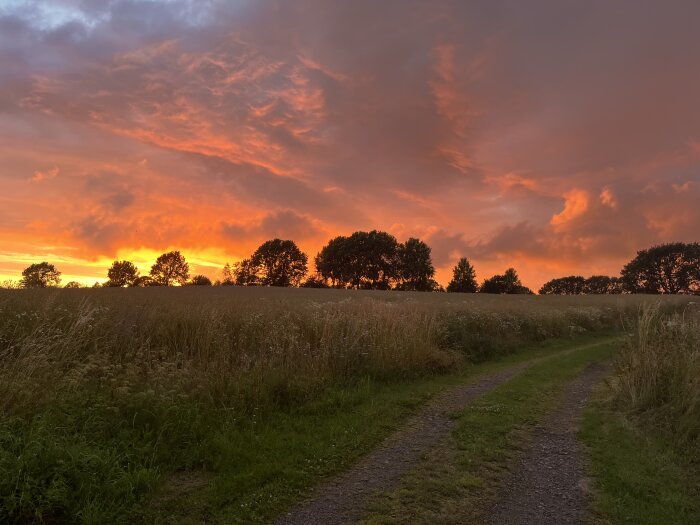 En äng i skymningen med en grusväg och silhuetter av träd mot en himmel som är djupt orange och rosa från solnedgången.