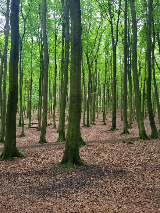 En skog med höga, raka träd och en mark täckt med löv, gröna blad på träden och ljus som filtrerar genom lövverket.