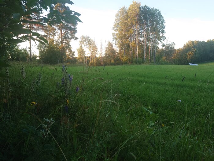 Grön gräsmatta med några blommor i förgrunden, omgiven av träd, med beteshagar och skog i bakgrunden. Ett vitt föremål syns till höger i bilden.