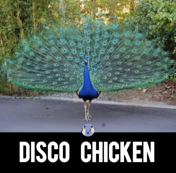 En påfågel med full utslagning av dess färgglada fjädrar står på en asfalterad väg, med texten "DISCO CHICKEN" under bilden.