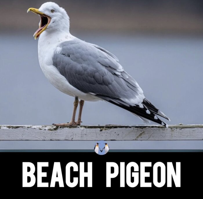 En fiskmås står på en vit träbalk och gapar, med texten "BEACH PIGEON" nedanför.