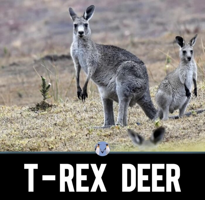 Två känguruer i ett torrt landskap, den ena är en vuxen och den andra en unge, med texten "T-REX DEER" under bilden.