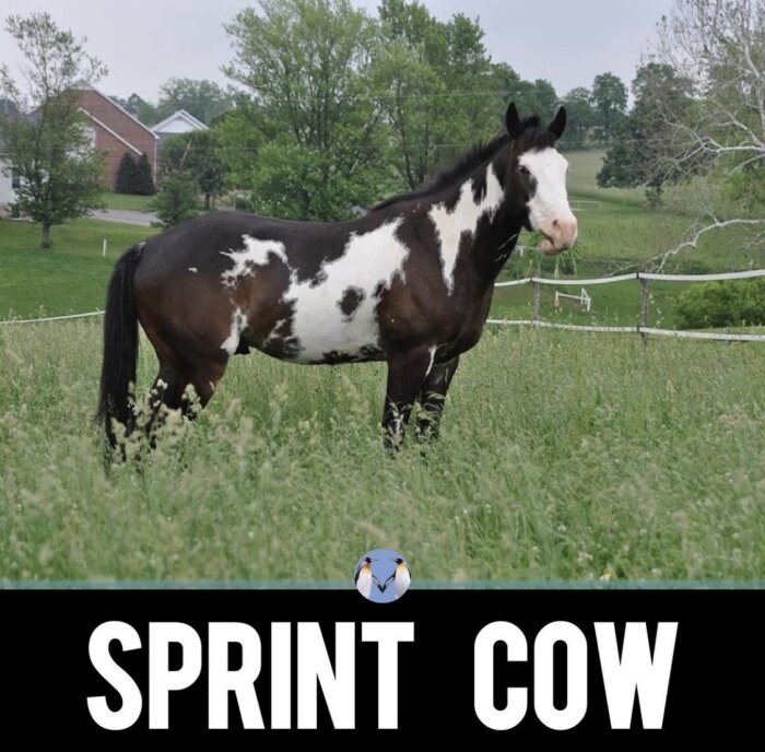 En häst med svart och vit päls står på en äng med långt gräs och stängsel i bakgrunden. Texten nedan säger "SPRINT COW".