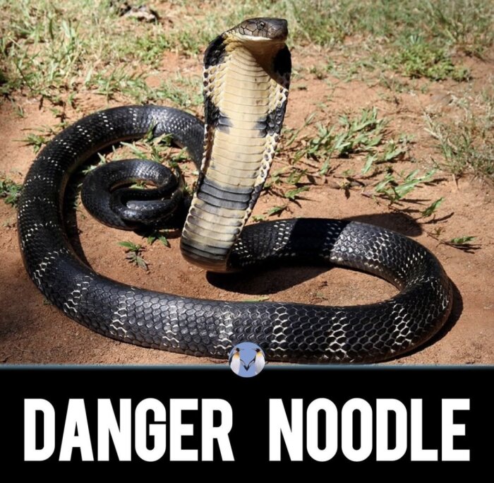 En svart och beige kobra i aggressiv pose med utbrett huvudsäck, liggande på marken med grässtrån runt om, texten "DANGER NOODLE" nederst i bilden.