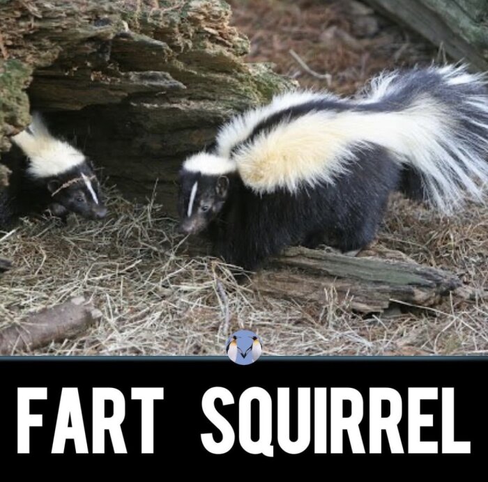 Två skunkar som kommer ut ur en trädstam som ligger på marken, med texten "Fart Squirrel" som visas nedanför.