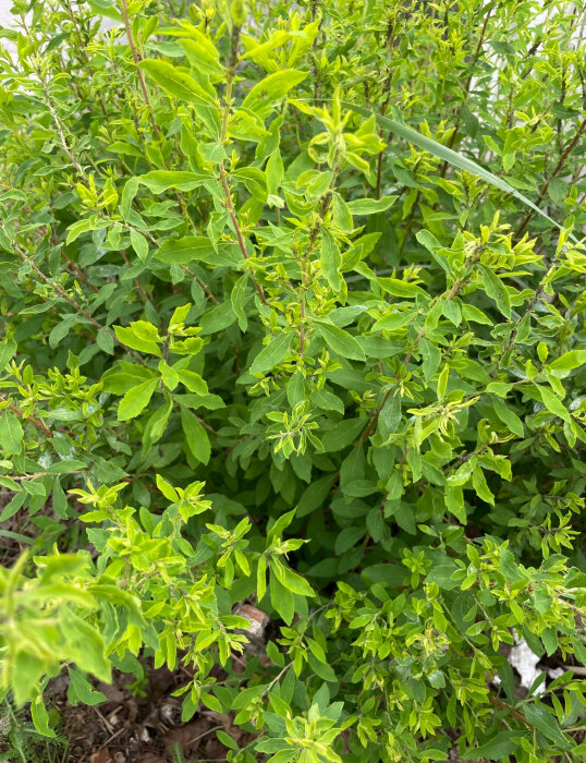 Gröna buskiga växtplantor med små blad, del av en äldre häck som får vita blommor i klasar på våren.