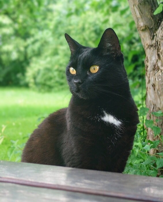 Svart katt med gula ögon sitter utomhus på ett träbord med grönskande trädgård i bakgrunden.