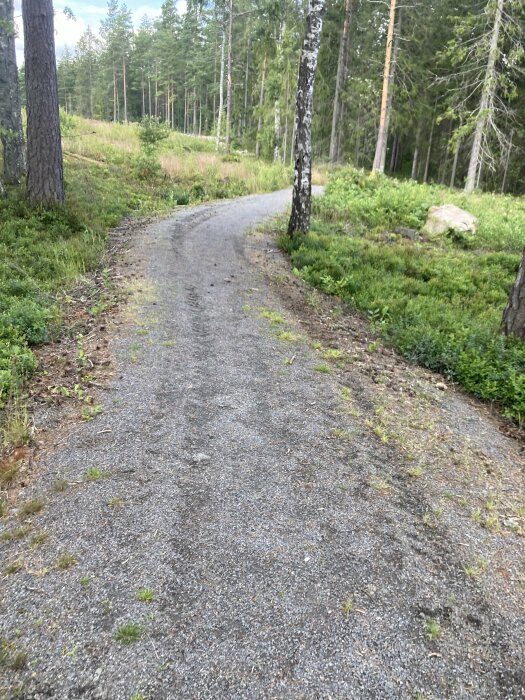 En grusväg som slingrar sig genom en skog med höga träd och grönska.