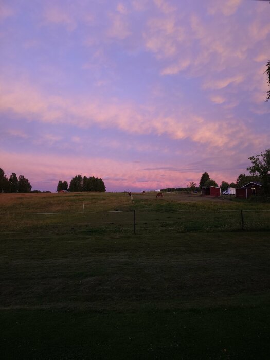 Solnedgång över gröna fält med hästar och några röda byggnader i bakgrunden, himlen är färgad med rosa och lila moln.