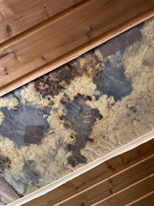 Isolering i tak med mörka fläckar som ser ut som mögel och smuts, synliga mellan träplankor.