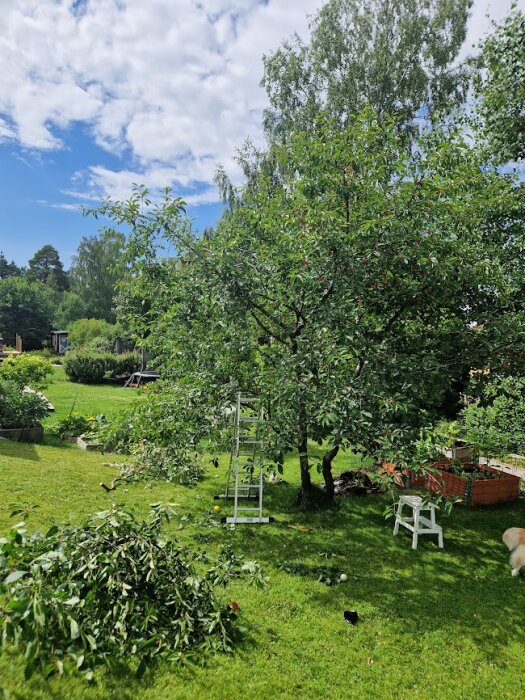 Ett beskuret körsbärsträd i en trädgård med en stege, kvistar på marken och solstolar i förgrunden. Klarblå himmel med moln i bakgrunden.