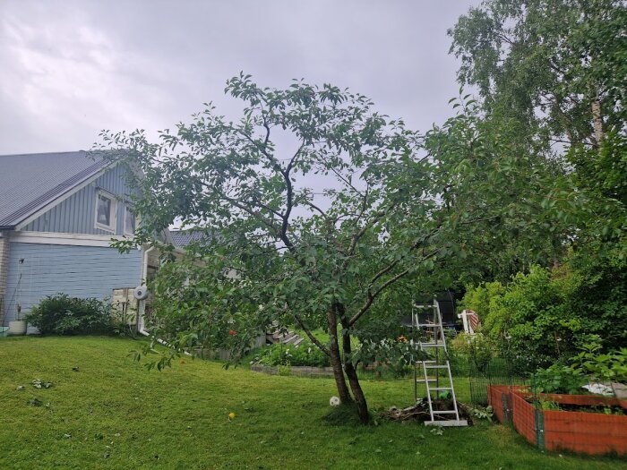 Beskuret körsbärsträd i en trädgård med en stege lutad mot det och nedfallna grenar på marken, bredvid ett blått hus med vita detaljer.