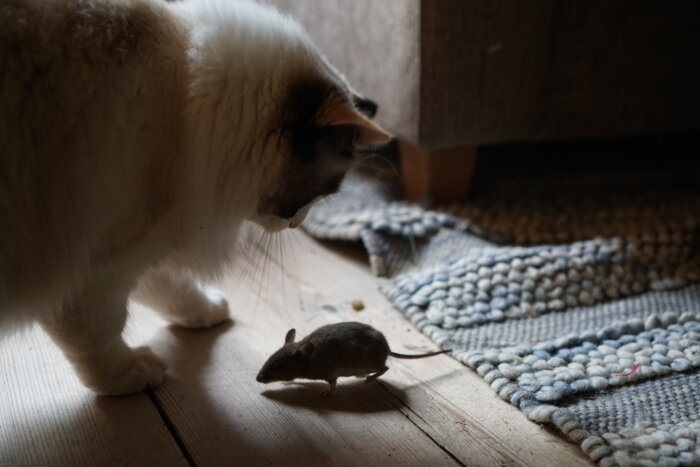 En vit och brun katt betraktar en brun mus på ett trägolv bredvid en flätad matta och en soffa.