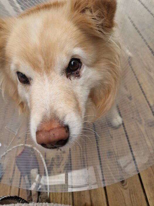 Hund med ljus päls bär en tratt efter en ögonlockoperation, synlig rodnad vid ena ögat. Står på ett trädäck.