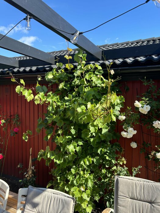 Pergola med vinranka och blommor mot en röd trävägg med svarta takplattor, omgiven av trädgårdsmöbler och hängande ljusslinga under en blå himmel.