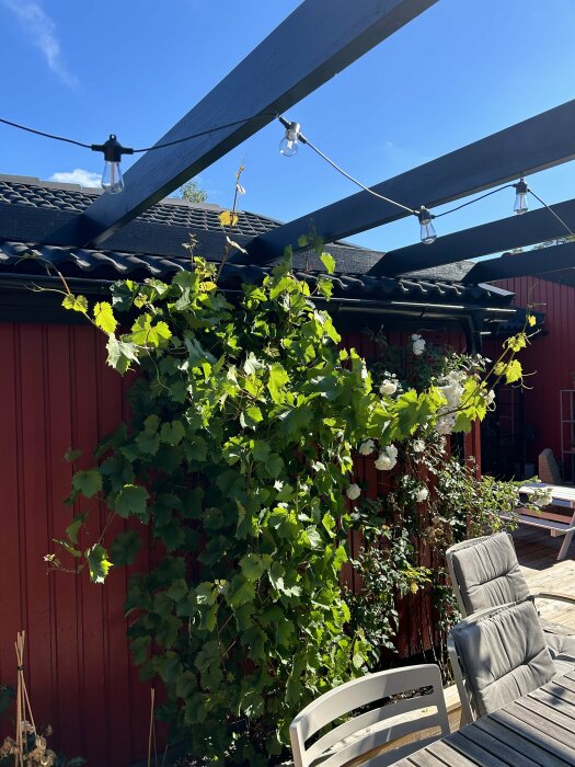 Pergola med växande vinranka på väg att klättra, omgiven av trädgårdsmöbler på en uteplats. Solig dag med klar, blå himmel i bakgrunden.