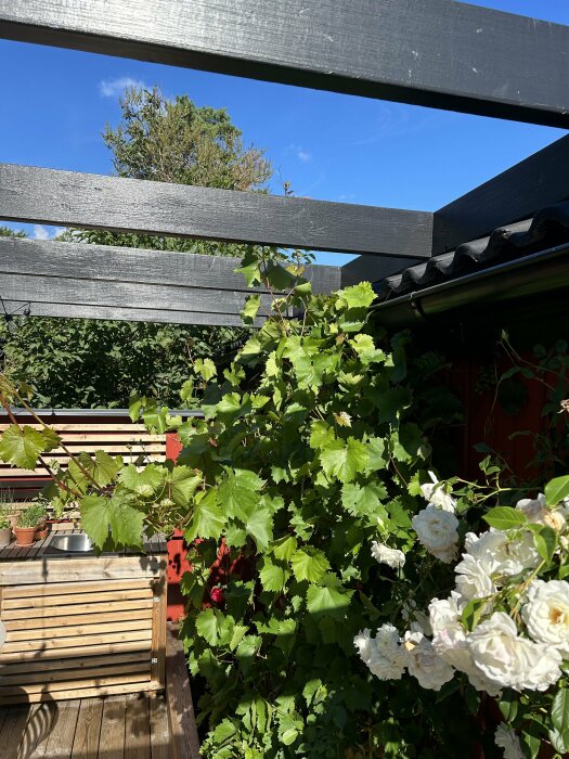 Vinranka och vita blommor växer bredvid nybyggd mörkgrå pergola över en träveranda, med blå himmel och grönska i bakgrunden.