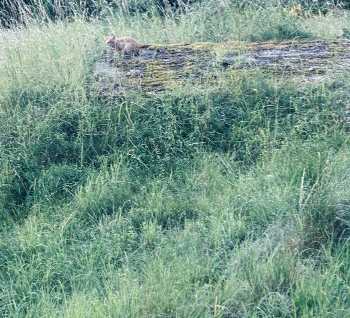 Betongplatta med mossa och ett hål i mitten, omgiven av högt gräs och en sluttning. En katt ligger på plattan. Eventuellt jordkällare eller dagvattenbrunn.