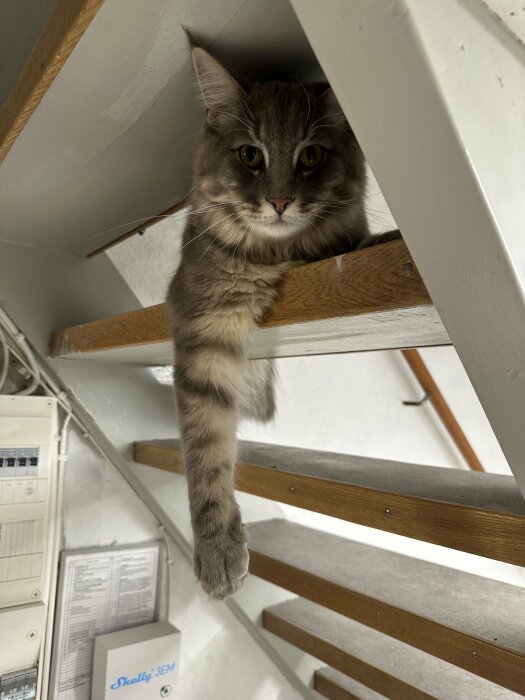 Grå katt som ligger på ett trappsteg i en källartrappa med en tass som hänger ner.