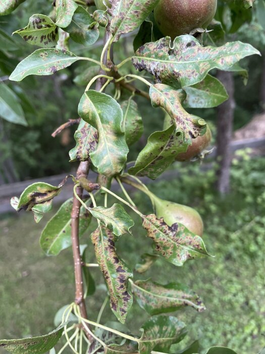 Närbild på päronträd med missfärgade, fläckiga och krullade blad som ser sjuka ut.